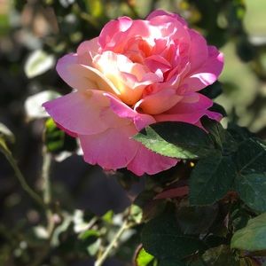 Meet your Posher, Lynae